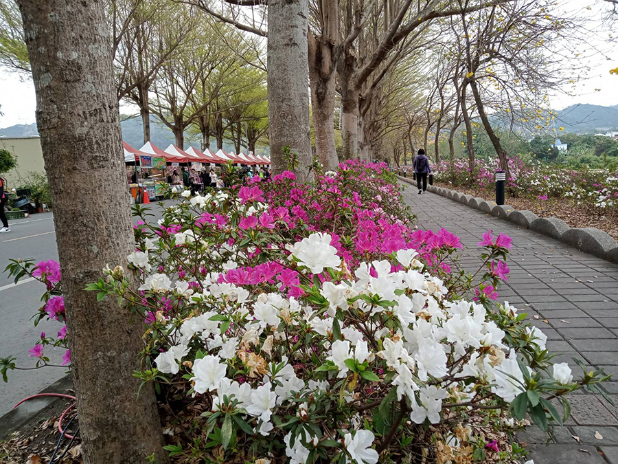 社頭杜鵑花季 吸引大批人潮賞花