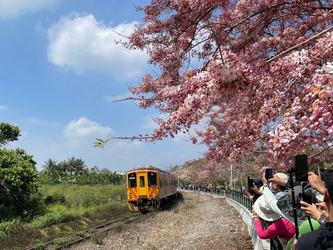 清明連假到二水看花旗木美景 搭台灣好行跑水求財線直達現場